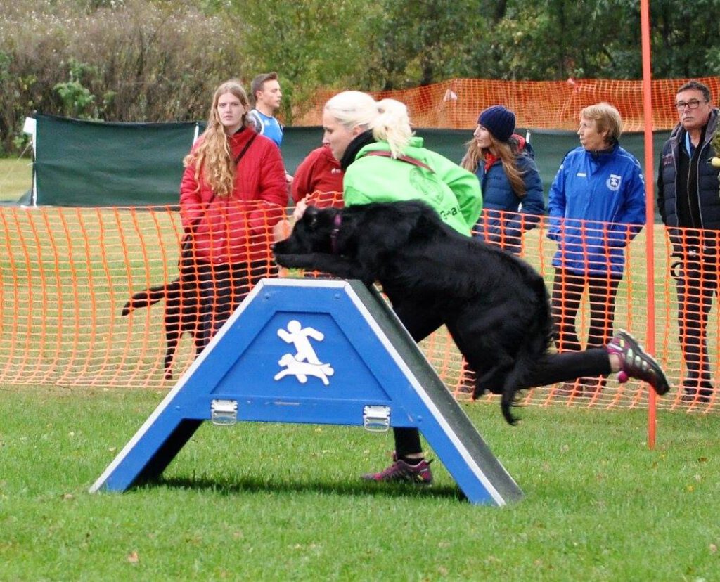 Keanu meine erste Hündin im Hundesport